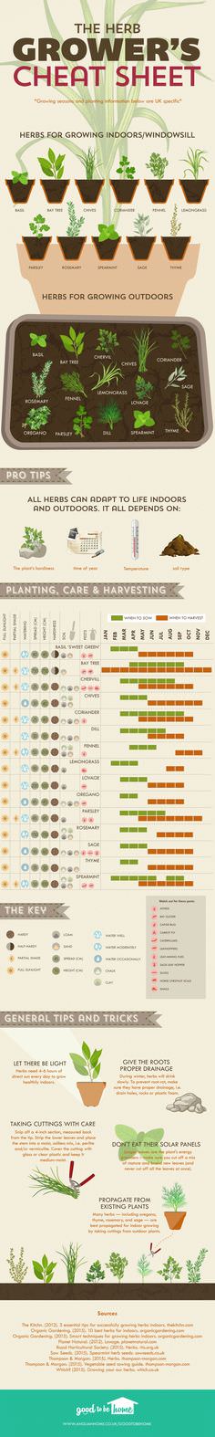 cheat sheet herb kitchen