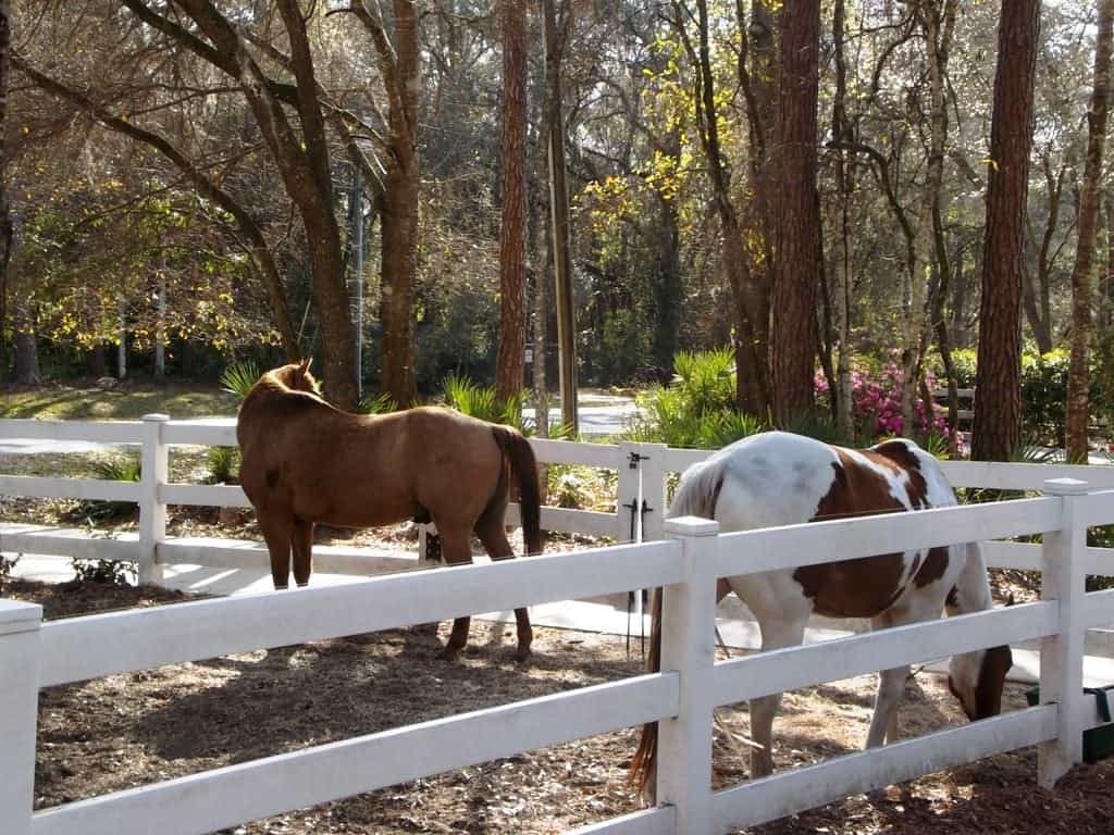 27717 Santa Anita BLVD horses