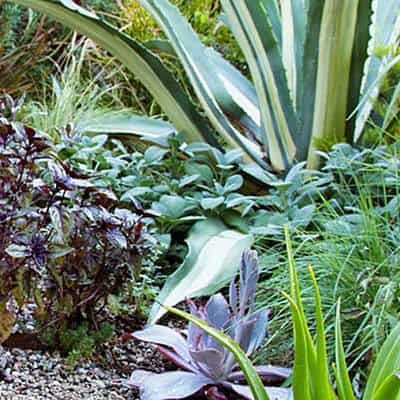 Front-Yard Edible Garden