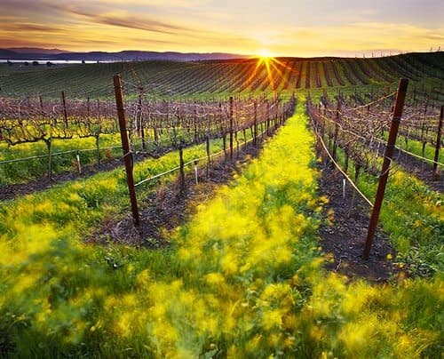 4 ways to enjoy the best of Napa Valley