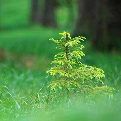 3 Tree Suggestions for Arbor Day