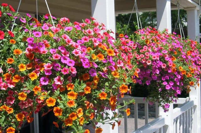 Hanging Baskets 40 Great Plants to choose from