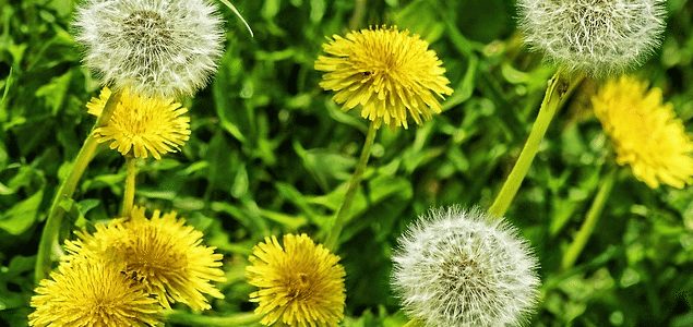 Natural Methods for getting Rid of Weeds