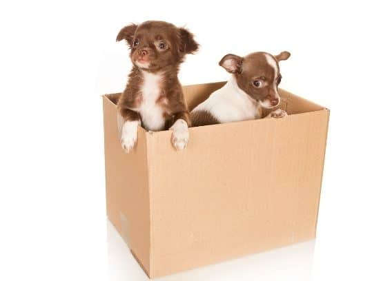 3 Tips when your move involves pets