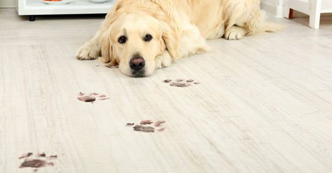 pet-friendly flooring