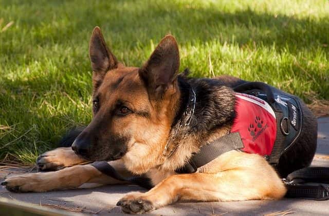 Service animals The do’s and don’ts