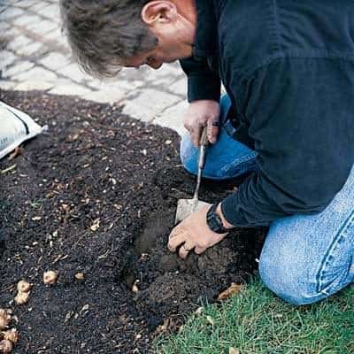 Planting Spring Flowers in the Fall