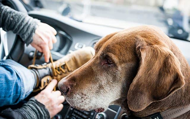 Tailor Your house for an Older Pet