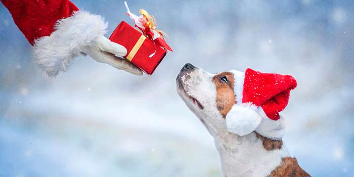 Holiday Gifts That You Plus Your Pet Will Surely Enjoy