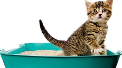 How the fresh scent could make or destroy your home sale