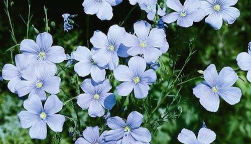 Strategies for Wholesome Yards