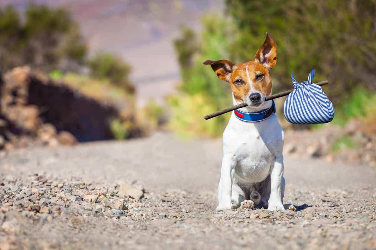 Advice for Planning Your Move Around Your Pooch