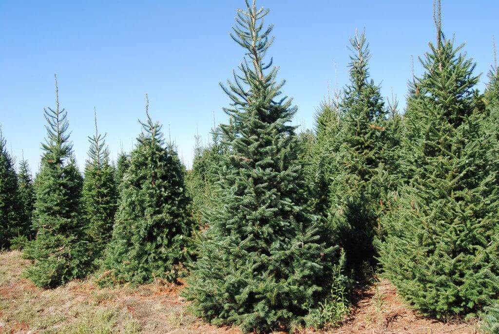 The reason why Christmas Trees Are More expensive This Season