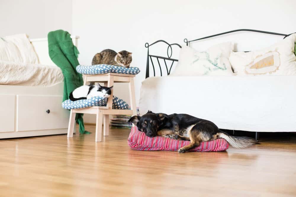 4 Sensible Pet Guidelines for Apartment Living