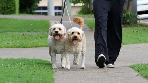 Affect the Life of a Shelter Dog This October