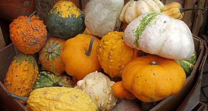 Secrets and techniques for Growing Gourds in Your Garden