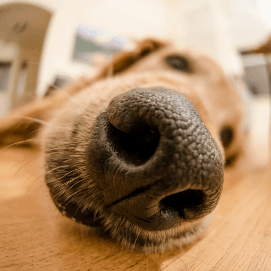 Home sellers will often be nose blind -