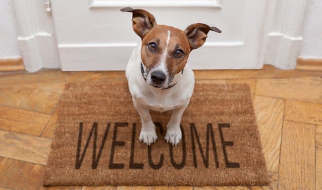 7 Indicators of a Dog friendly House